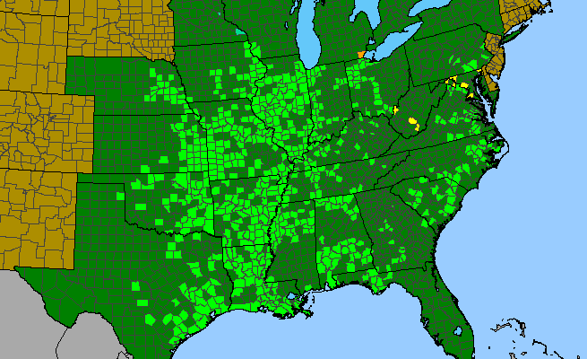 The range of Hibiscus laevis